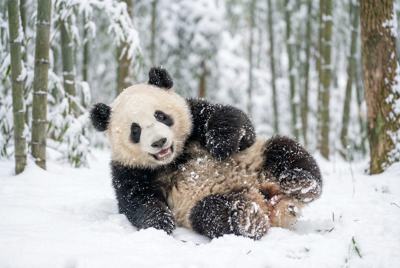 芒果视频熊猫雪地嬉戏视频