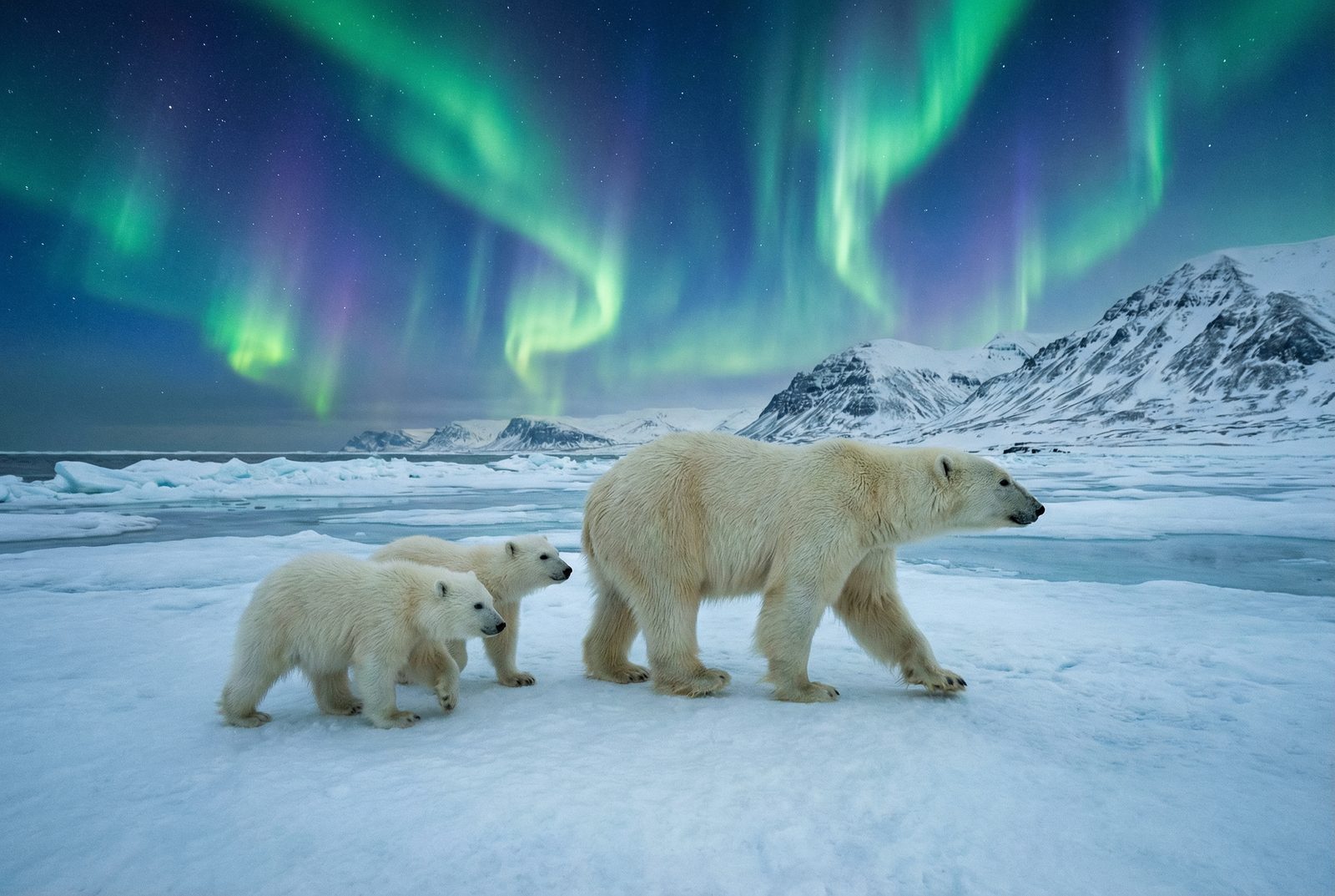 芒果视频北极熊极光视频